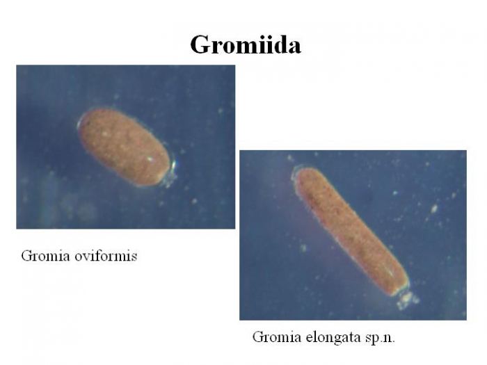 Gromia oviformis and Gromia elongata