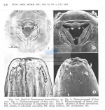 Deontostoma timmerchioi