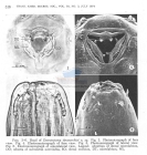 Nematode file-library of the Marine Biology Section (Ghent University, Belgium)