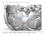 Nematode file-library of the Marine Biology Section (Ghent University, Belgium)
