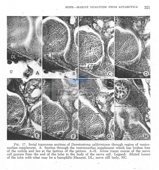 Deontostoma timmerchioi