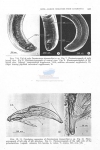 Deontostoma timmerchioi