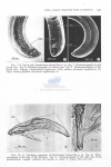 Nematode file-library of the Marine Biology Section (Ghent University, Belgium)