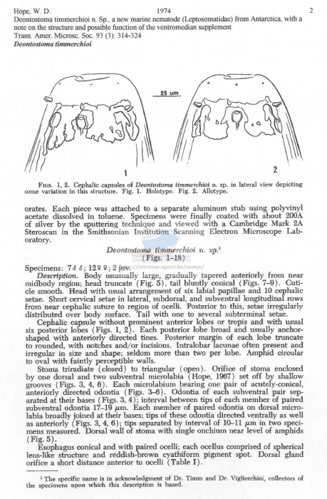 Deontostoma timmerchioi