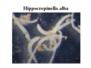 Hippocrepinella alba
