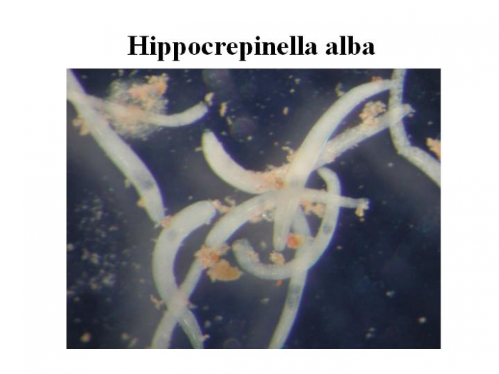 Hippocrepinella alba