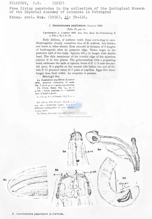 Deontostoma papillatum