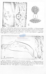 Deontostoma coptochilus