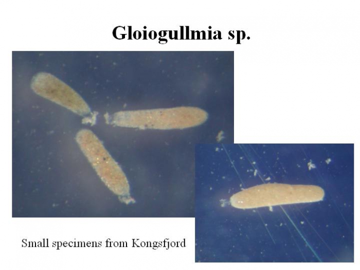 Gloiogullmia