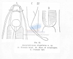 Bradybucca rhopalura