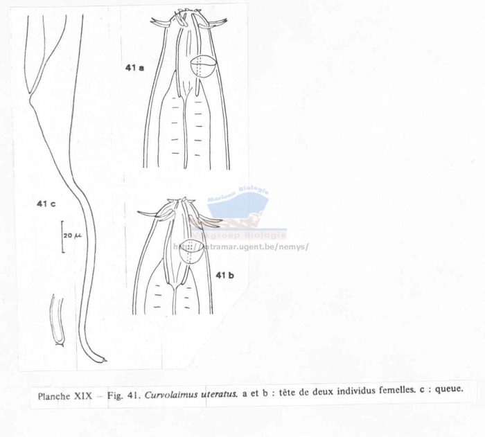 Curvolaimus uteratus