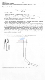 Pelagonema longicaudum