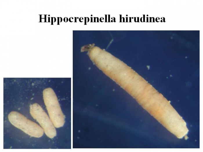 Hippocrepinella hirudinea