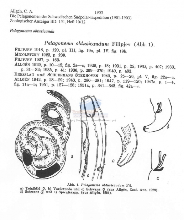 Pelagonema obtusicauda