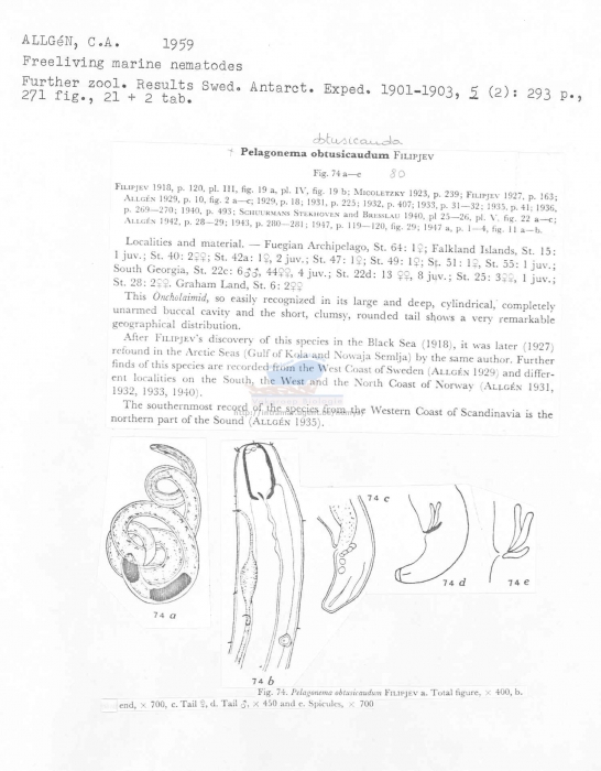 Pelagonema obtusicauda