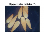 Hippocrepina indivisa