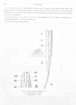 Pelagonema anoplum