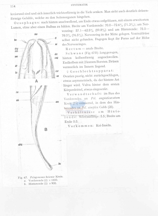 Pelagonema keiense