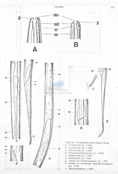 Pseudopelagonema elegans