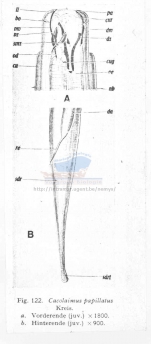 Cacolaimus papillatus