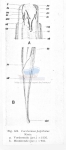 Nematode file-library of the Marine Biology Section (Ghent University, Belgium)