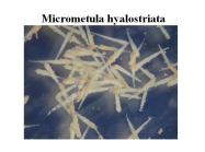 Micrometula hyalostriata