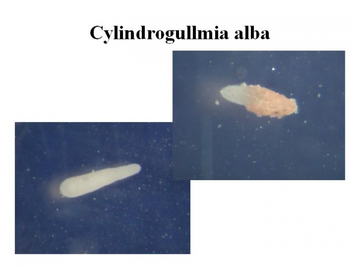 Cylindrogullmia alba