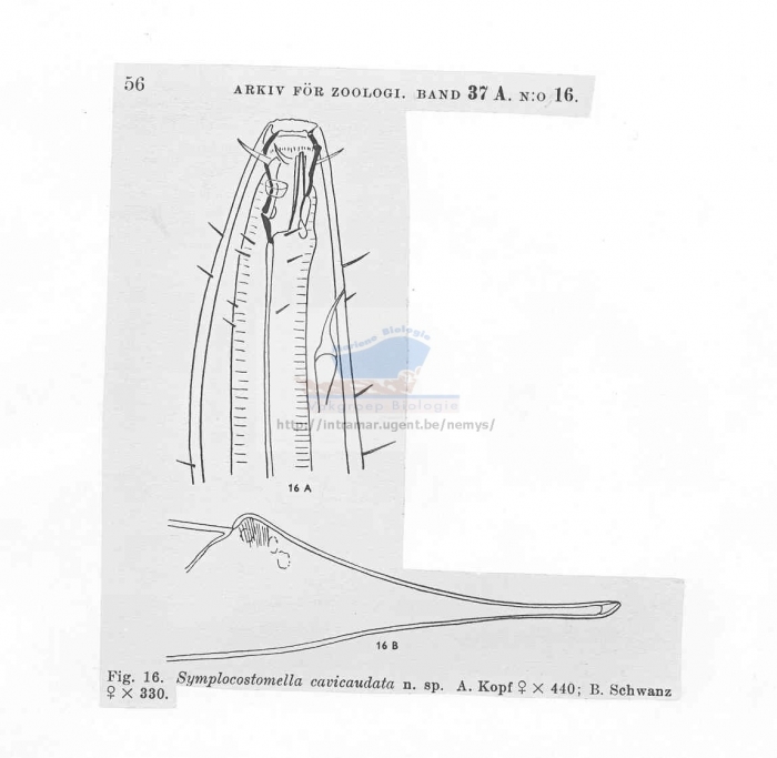 Symplocostomella cavicaudata