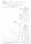 Nematode file-library of the Marine Biology Section (Ghent University, Belgium)