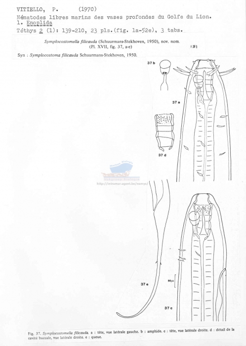 Symplocostomella filicauda