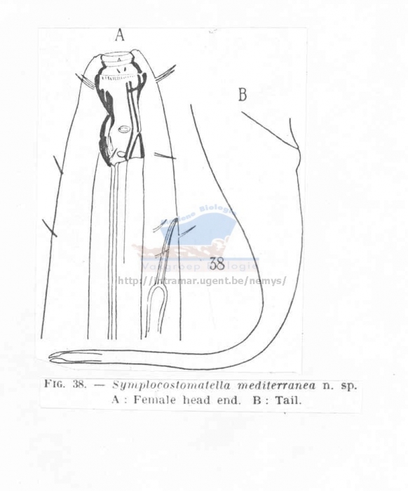 Symplocostomella mediterranea