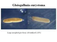 Gloiogullmia eurystoma
