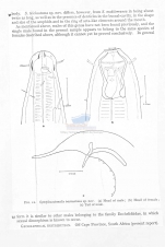 Symplocostomella trichostoma