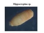 Hippocrepina
