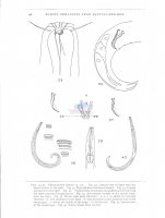 Chromadorina demani