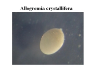 Allogromia crystallifera