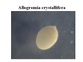 Chromista - Foraminifera (foraminifers)