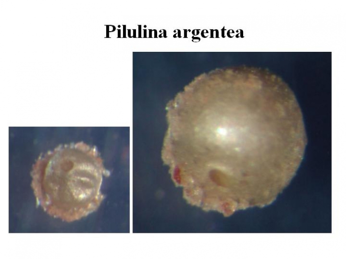 Pilulina argentea