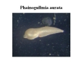 Chromista - Foraminifera (foraminifers)