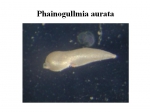 Phainogullmia aurata