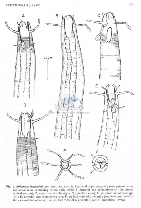 Africanema interstitialis