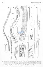 Africanema interstitialis