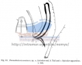 Nematoda (roundworms)