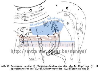 Sabatieria cupida