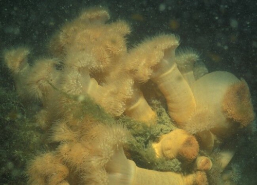 Plumose anemone - Metridium senile (Linnaeus, 1767)