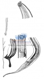 Parasabatieria dodecaspapillata