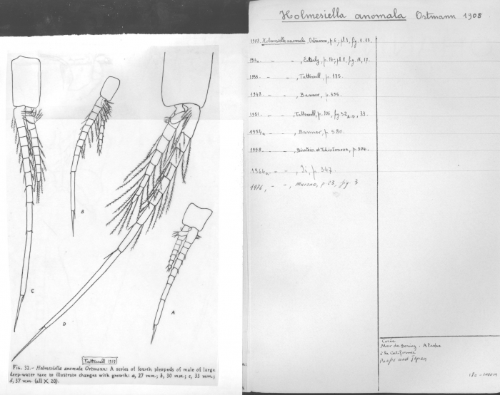 Holmesiella anomala