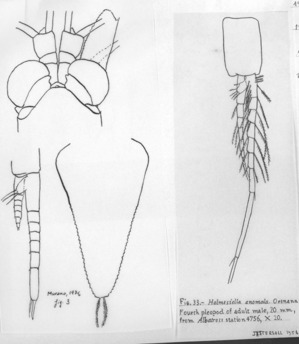 Holmesiella anomala