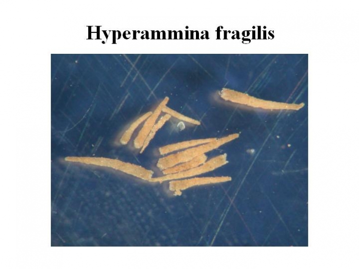 Hyperammina fragilis
