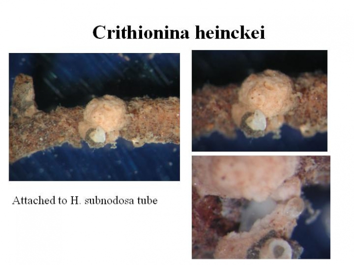 Crithionina heinckei